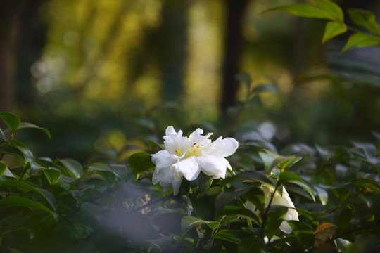 茶梅盛开