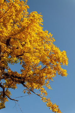秋天金黄的银杏树叶