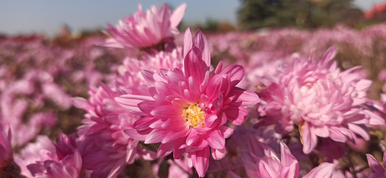 粉色菊花特写