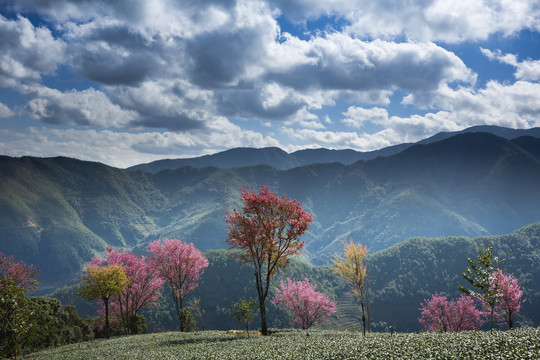 无量山樱花谷自然风光