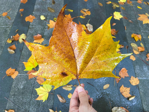 秋天金黄色的落叶