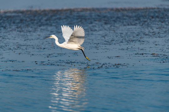南沙湿地公园白鹭展翅