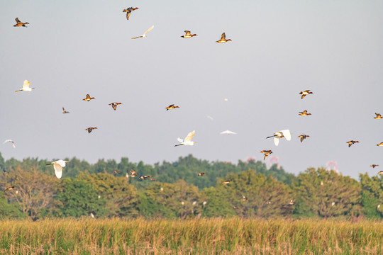南沙湿地公园飞鸟风景