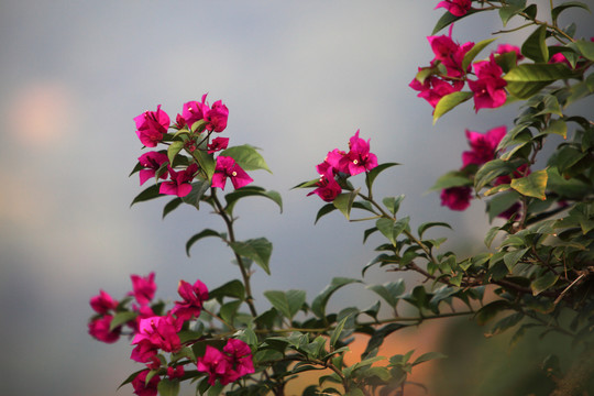 叶子花