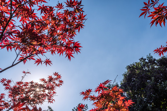秋天扬州个园的枫树枫叶