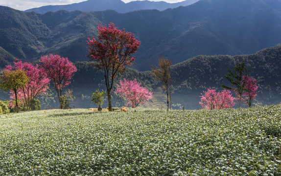 山脉茶山冬樱花茶山风光