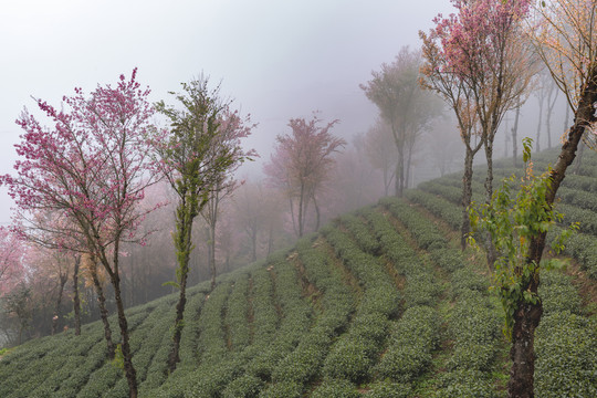 盛开冬樱花与茶山自然风光