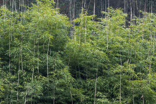经济植物种植食用方竹林