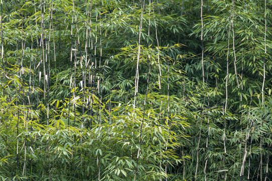 经济植物种植食用方竹林