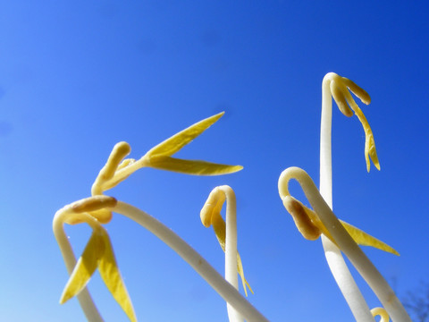 绿豆芽子