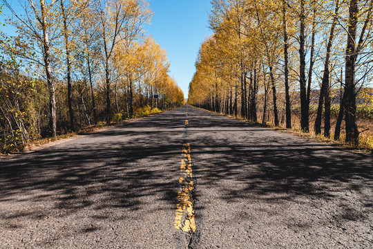 秋季树林公路