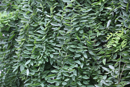 植物墙
