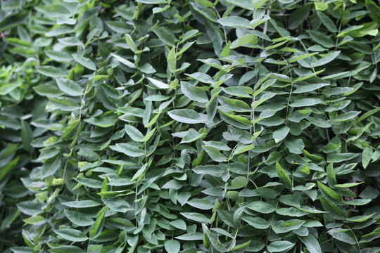 植物墙