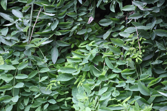 植物墙