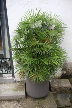 绿植