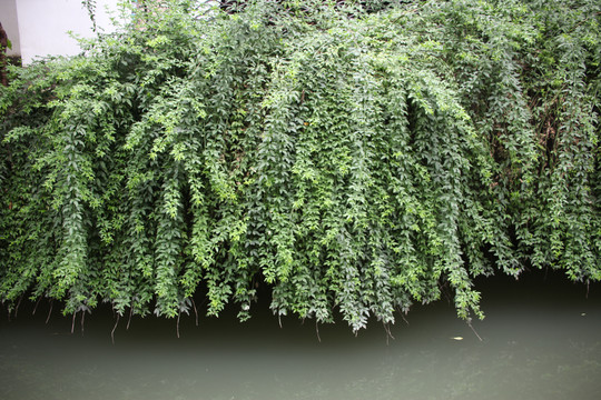 植物墙