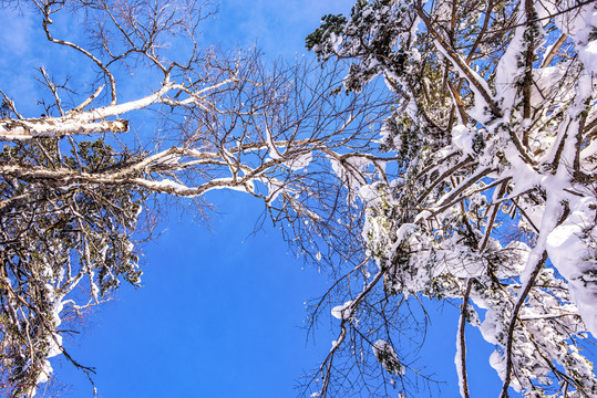 仰拍雪松