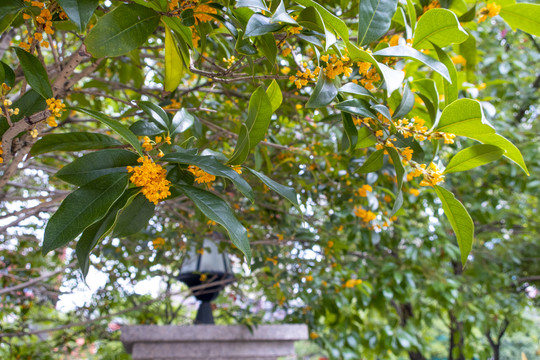 桂花