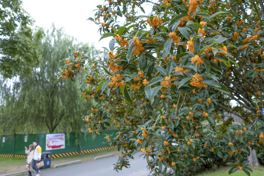 桂花