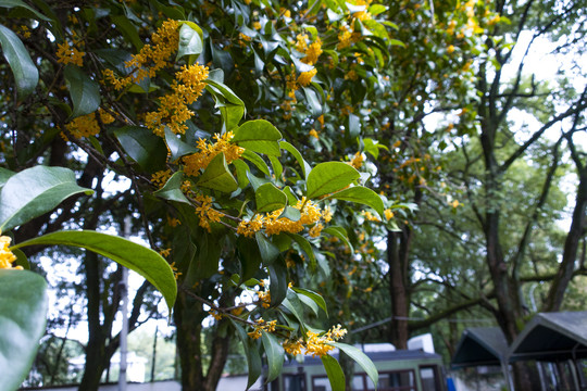 桂花