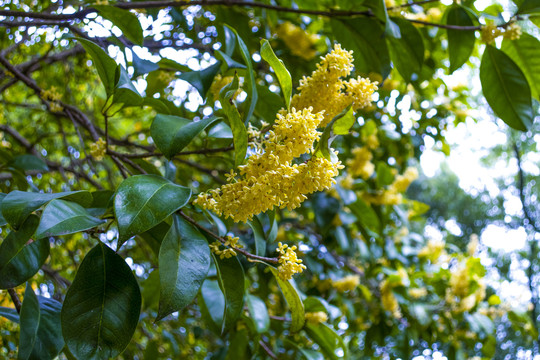 桂花