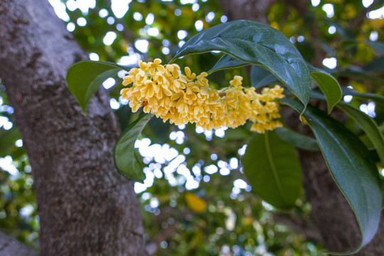 桂花