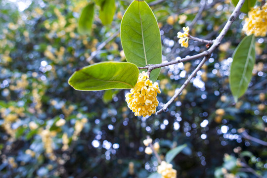 桂花