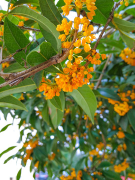 桂花