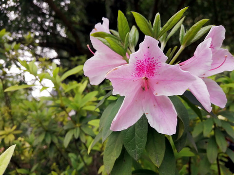 杜鹃花