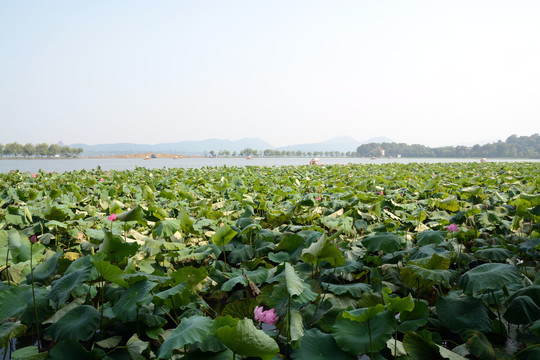 中国浙江省杭州市西湖荷花