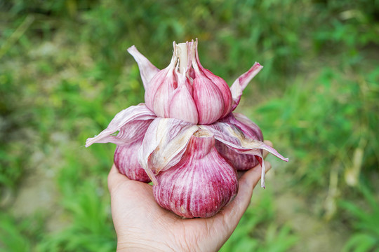 紫皮多瓣蒜