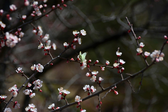 蝶恋花