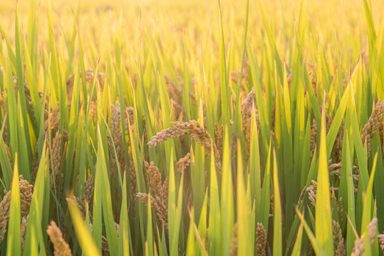 丰收的水稻