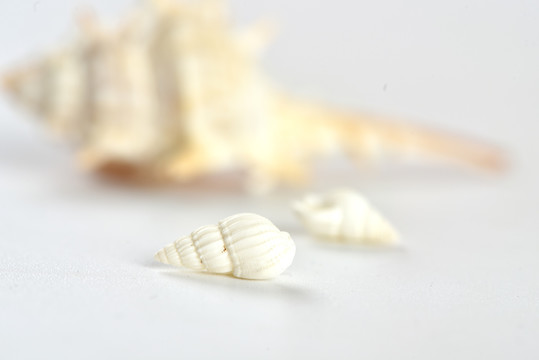 小海螺贝壳