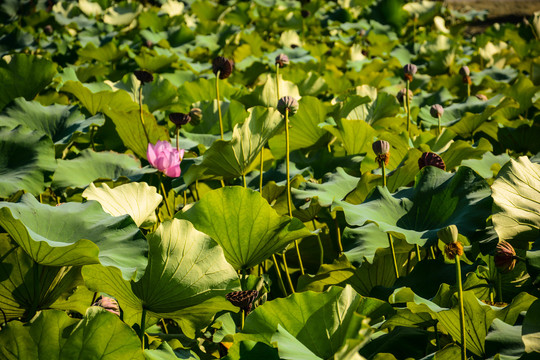 荷花荷叶公园夏天池塘明信片