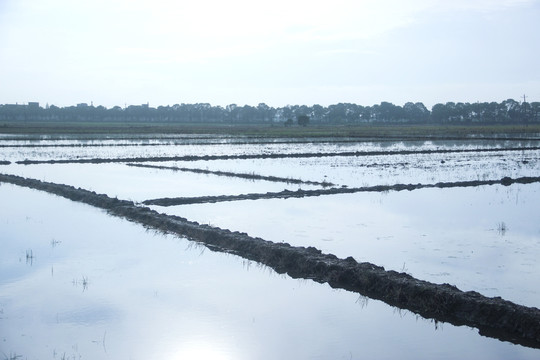 水田耕地