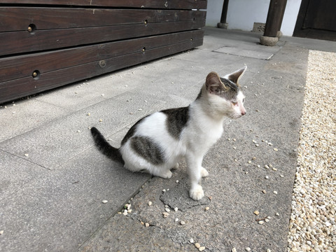 小猫咪