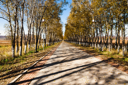 乡村公路秋季树林