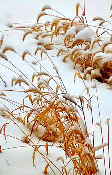 雪地茅草