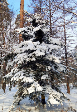 风雪苍松