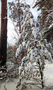 风雪苍松