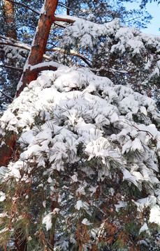 风雪苍松