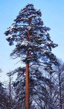 风雪苍松