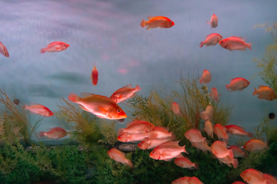 水族馆鱼类