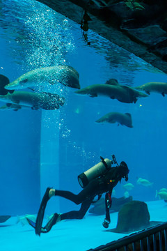 海洋世界潜水员