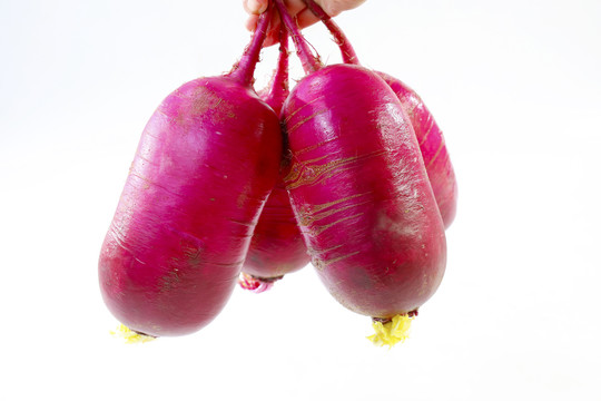 紫美人红萝卜