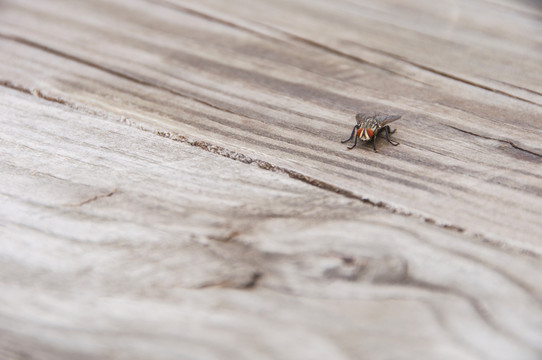 木板上的苍蝇
