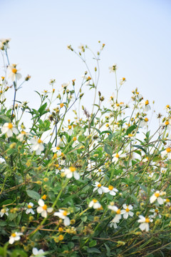 白花鬼针草