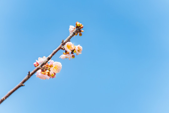 梅园梅花