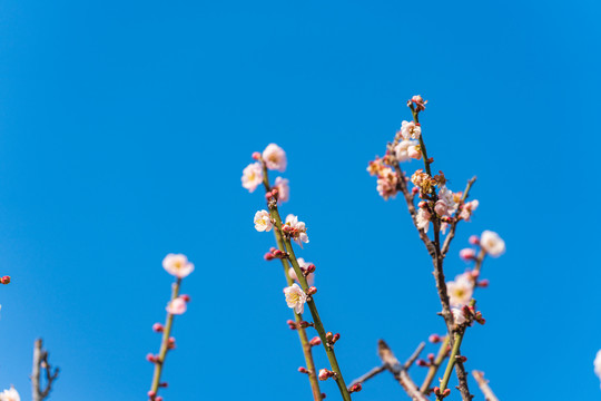 梅园梅花